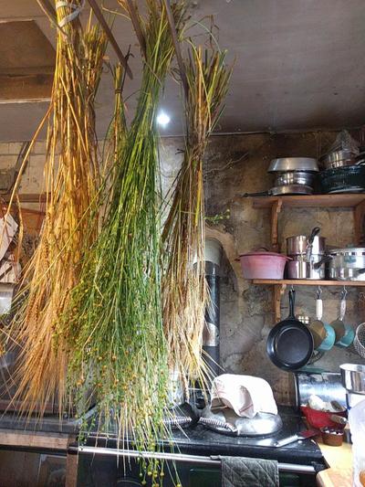harvested grain sheaves hanging from clothes airer in front of range cooker