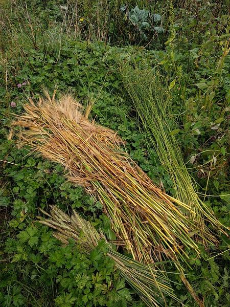 sheaves of grain and flax lying on the ground