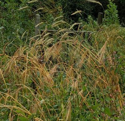 chaffinch on ripe barley heads