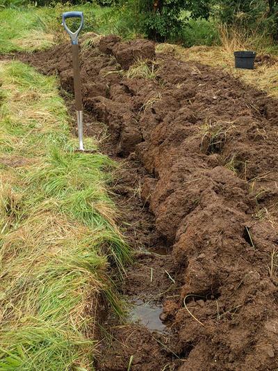standing water next to raised bed being dug