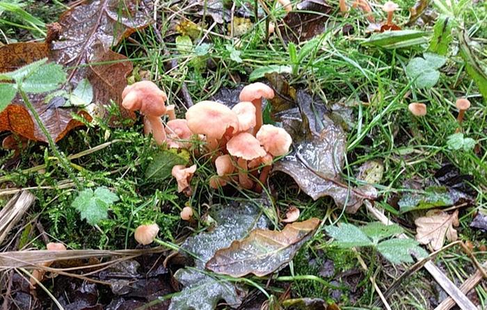 a cluster of little pink mushrooms in a bed of moss and autumn leaves