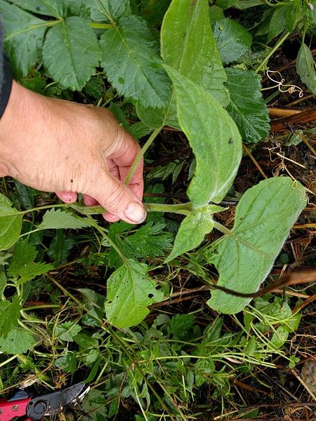 aubergine growing outside on Skye