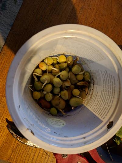 sprouting pea seeds in pot