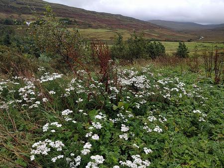 yarrow flowers on a Scottish hillside