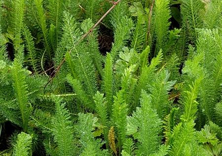 a dense plant cover of finely divided yarrow leaves