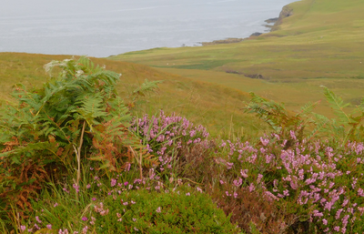 Scottish heather blooming above seashore on isle of Skye