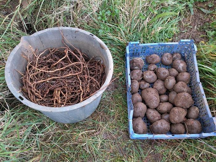 comparison of potato yield and siverweed