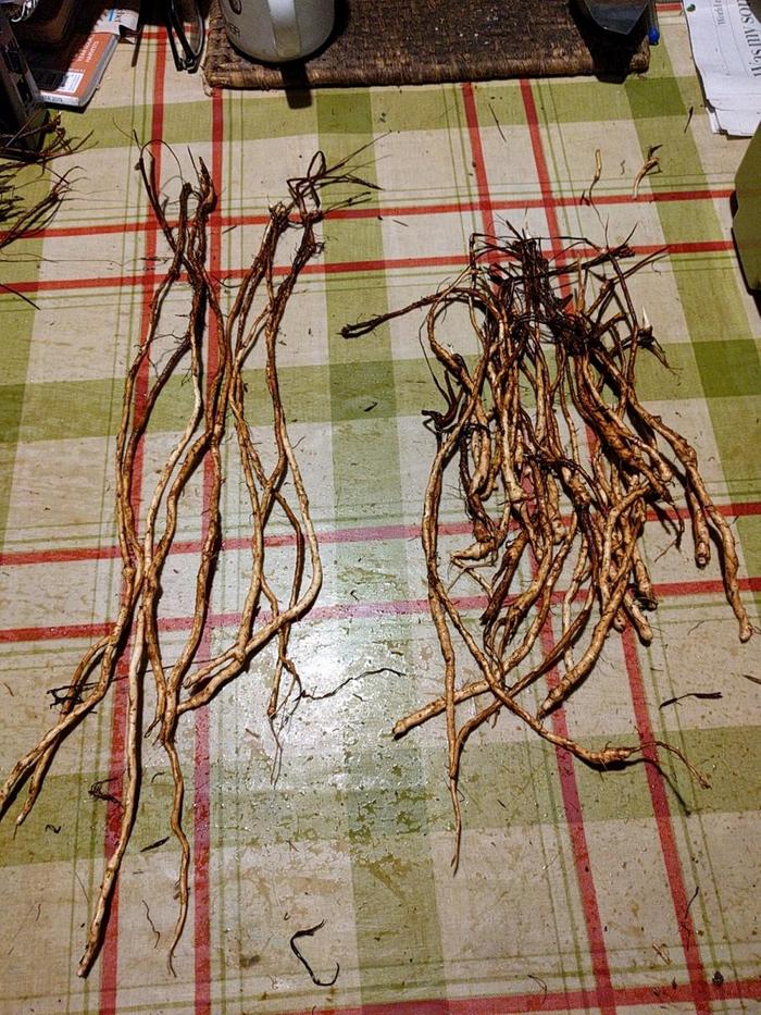 variation in silverweed root length and width