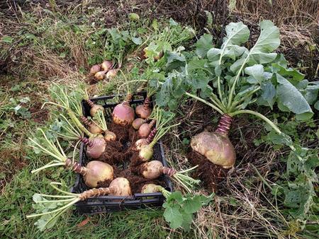 selected roots for seed saving
