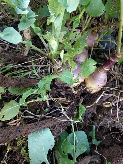 overcrowded swede plants