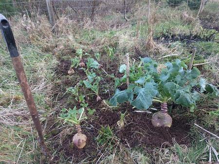 replanting roots for saving seed