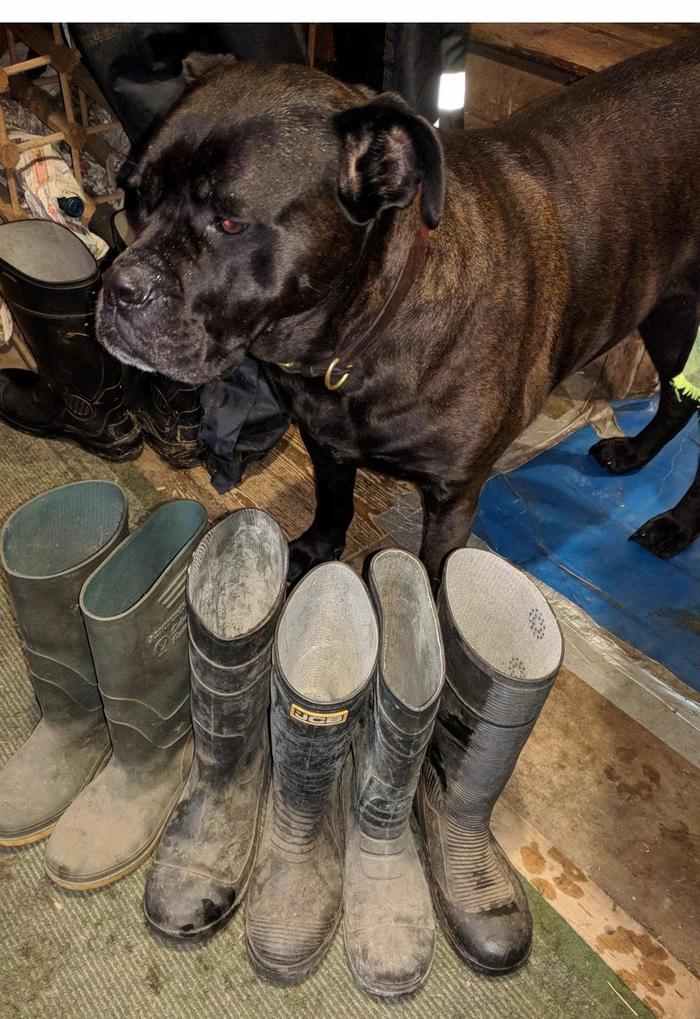 a row of rubber boots and a mastiff