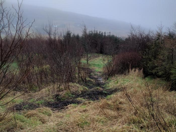 winter view on Skye woodland