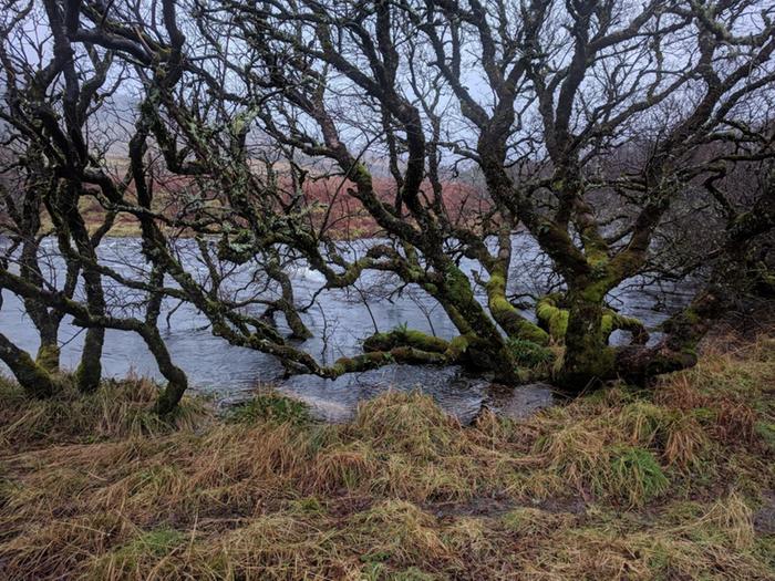 Scotland temperate rainforest