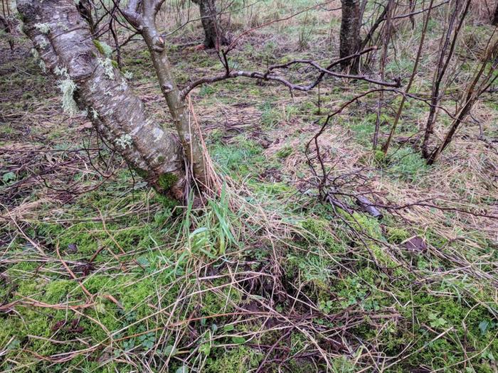 alder tree with crack in wet ground