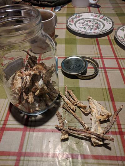 Angelica archangelica dried whole roots and storage jar