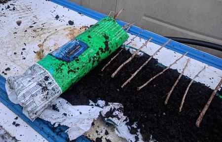 propagating fruit bushes by taking cuttings