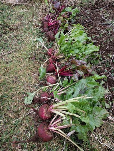how to cook and grow beetroot
