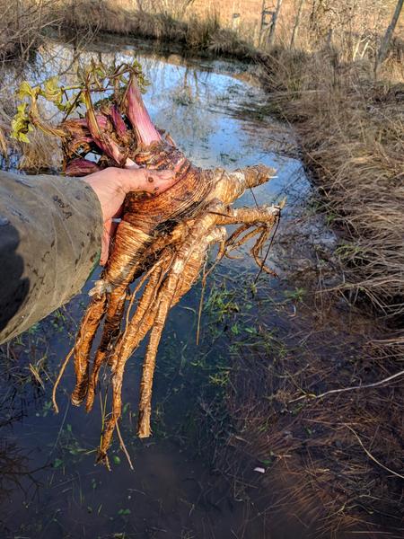 dormant Angelica plant held above pond
