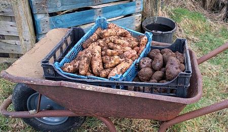 pink fir apple and blue potatoes in a rusty wheel barrow