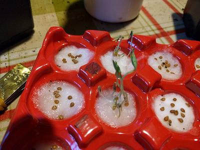 germinating tomato seeds on cotton wool
