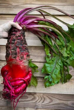 interesting vegetables for kids to grow