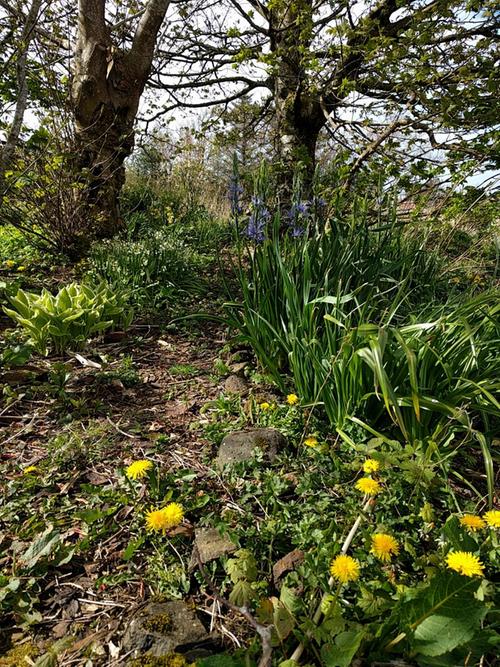 spring flowers along woodland path