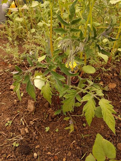 yellowing older leaves on tomato plant