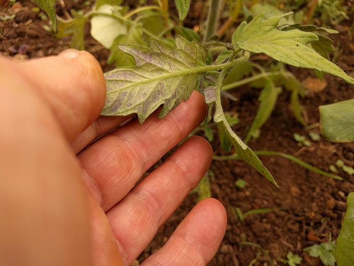 discoloured leaves on tomato plant