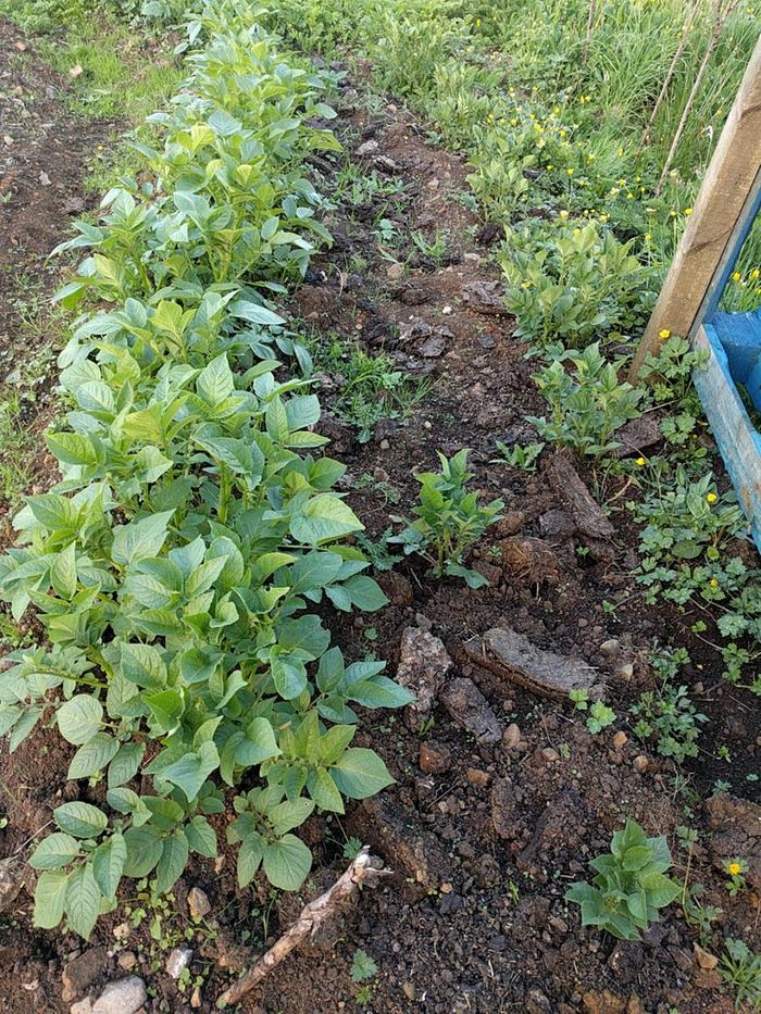 effect of adding manure to potato plant growth