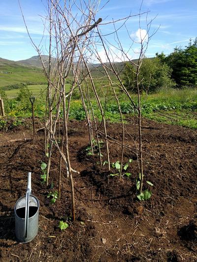 newly planted garden bed with natural pea and bean sticks