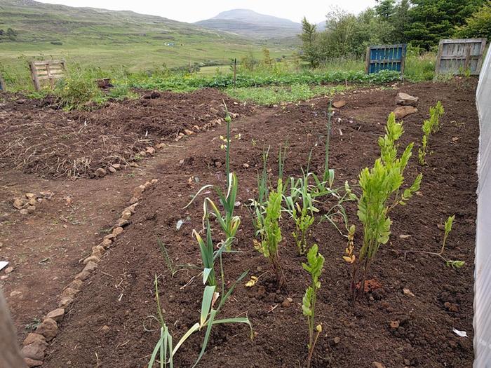 newly planted vegetable border with mountain in distance