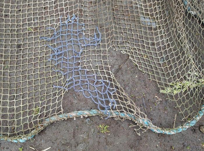 mending a hole in bird netting