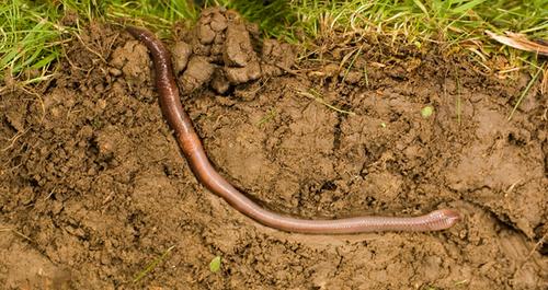 do worms hibernate