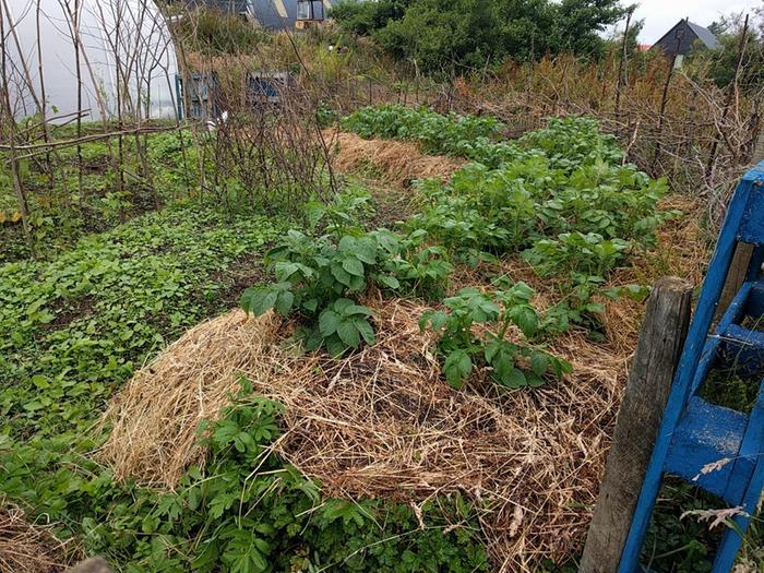 a kitchen garden
