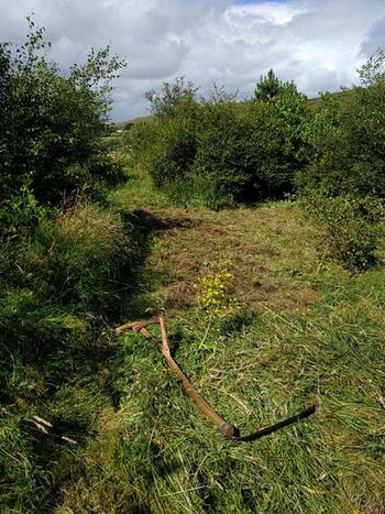 a mown area of meadon amongst trees