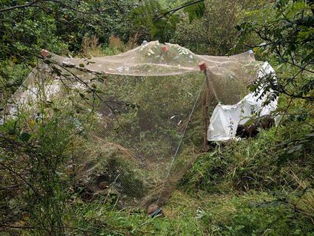 make do bird protection netting over blueberry bushes