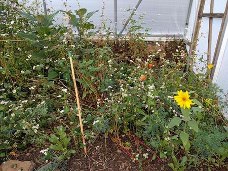 buckwheat as green manure in polytunnel