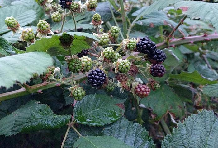 a cluster of multicoloured black berries