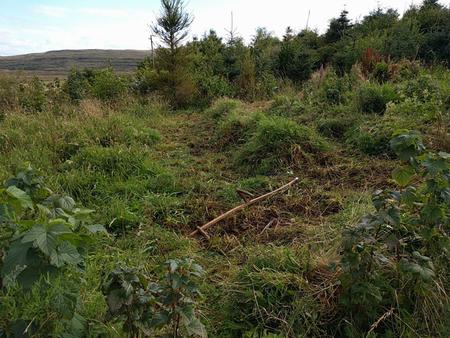 windrows left by scything