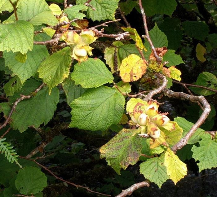 clusters of unripe hazel nuts on tree
