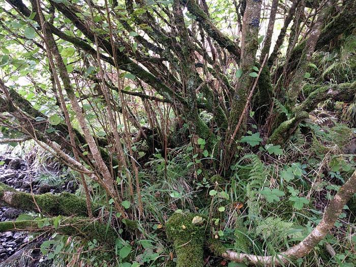 ancient hazel coppice in Scottish temperate rainforest