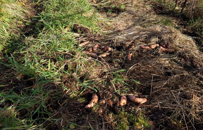 potatoes dug up and scattered on surface of bed