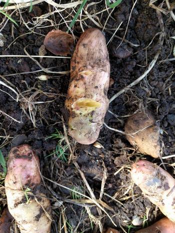 bird damage to pink fir apple potato tubers