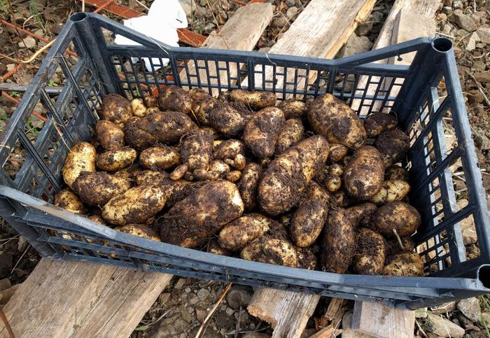a black plastic crate containing white potatoes