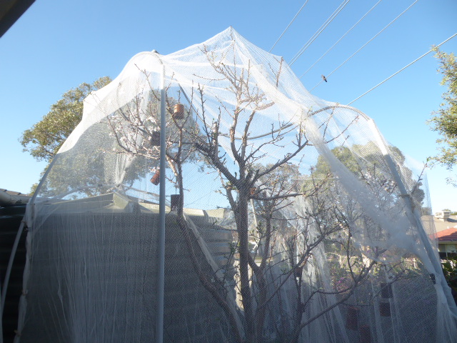 protecting the almond bloom from the possums appetite!