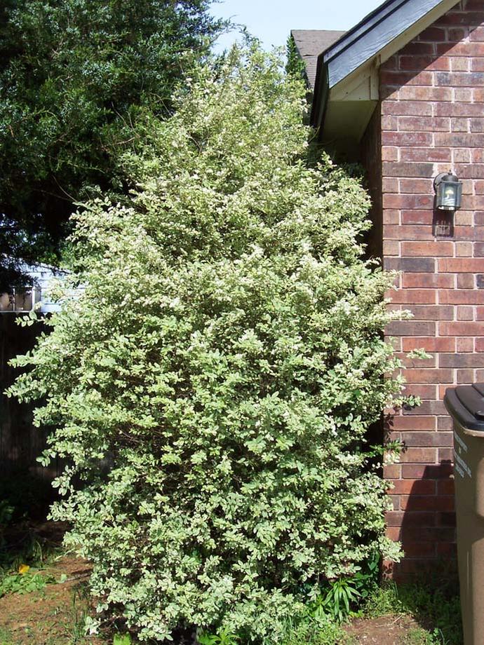 variegated-privet-in-bloom