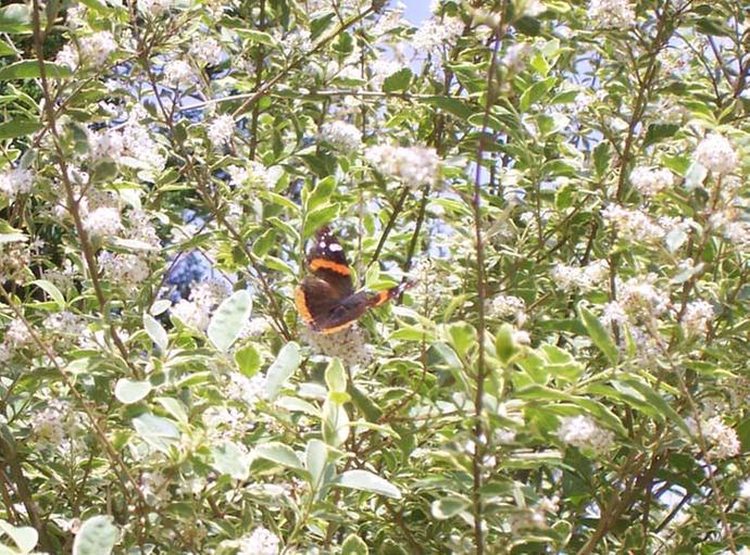 variegated-privet-in-bloom-butterfly-pollinator