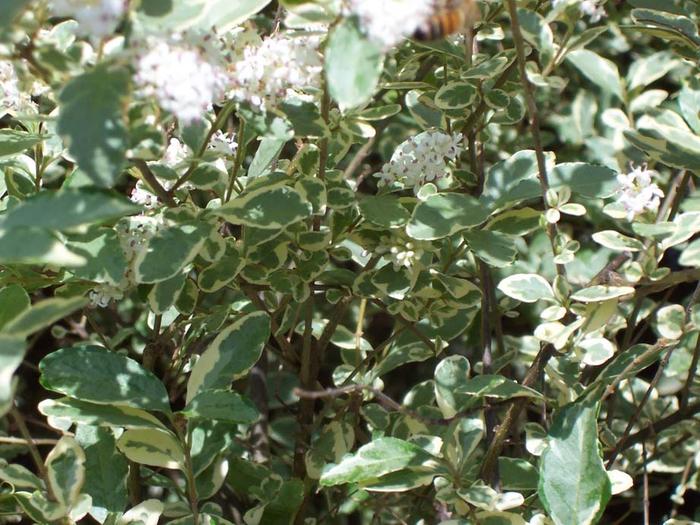 variegated-privet-in-bloom-flowers