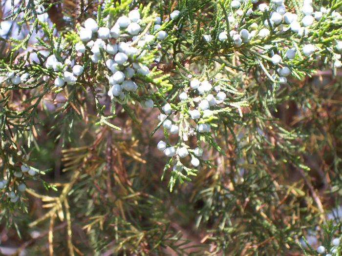 pale-blue-uniper-berries